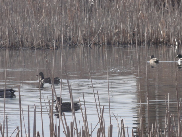 Gateway Lakes Natural Area