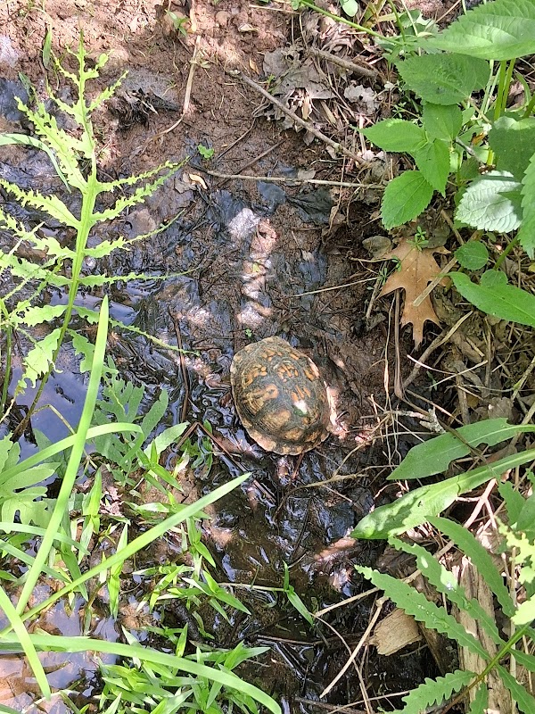 City Of Greenville Sewer Easment Trail