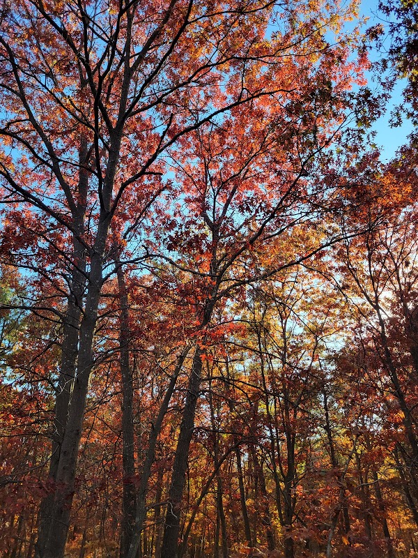 Fish Thicket Preserve