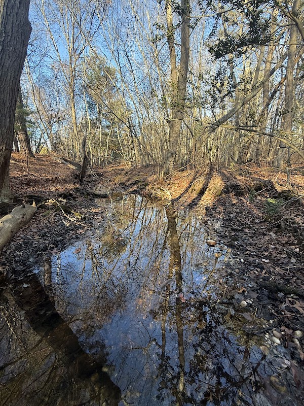 Fish Thicket Preserve