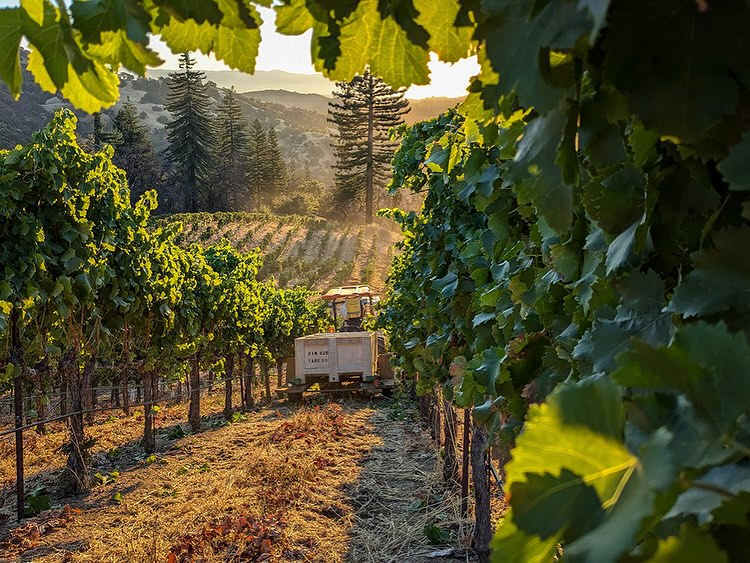Wilson Artisan Wineries