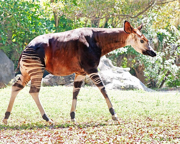 Okapi Bakımevi