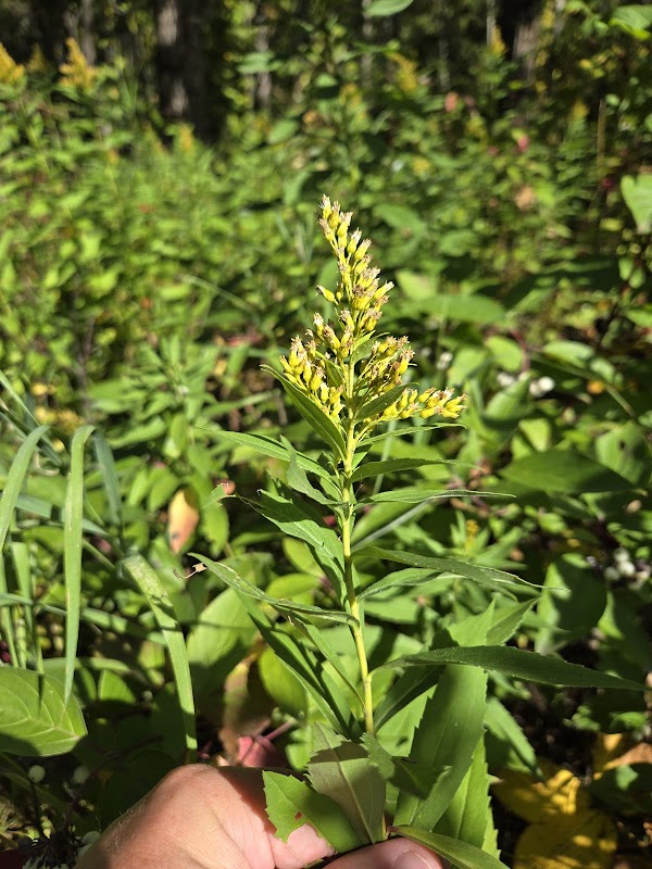 Pollard Meadows Natural Area