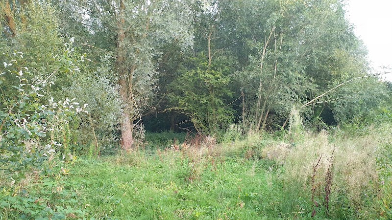 Pessall Brook Wood