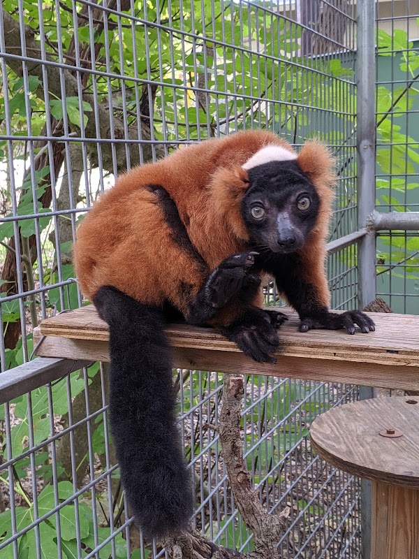 Primarily Primates Inc