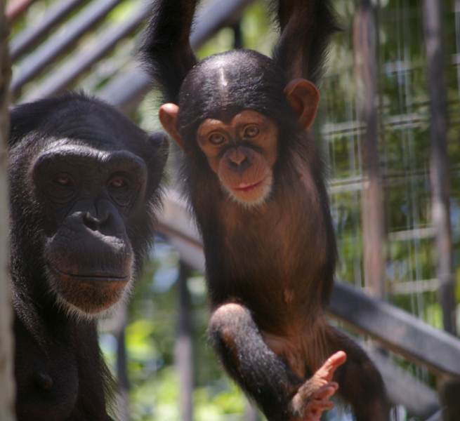 Primarily Primates Inc