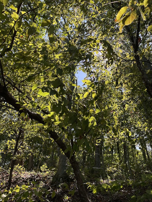 Colorblind Viewfinder: Radnor Lake State Park