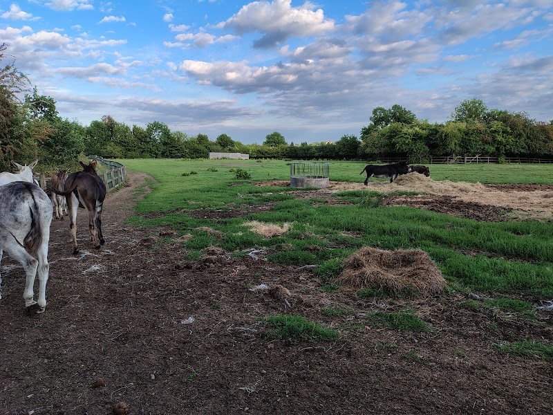 Eltham donkeys