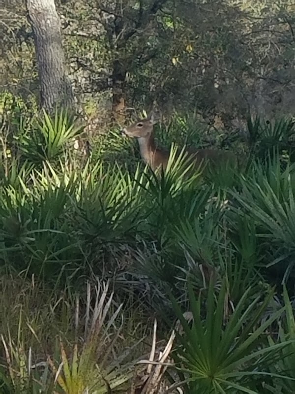 Lower Green Swamp Preserve