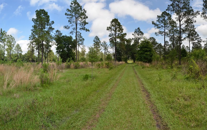 Lower Green Swamp Preserve