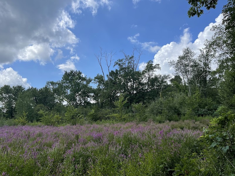 Goosepond Mountain State Park Wetland Trail