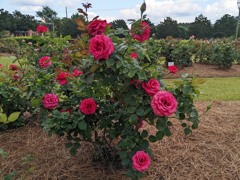 Fayetteville Rose Garden