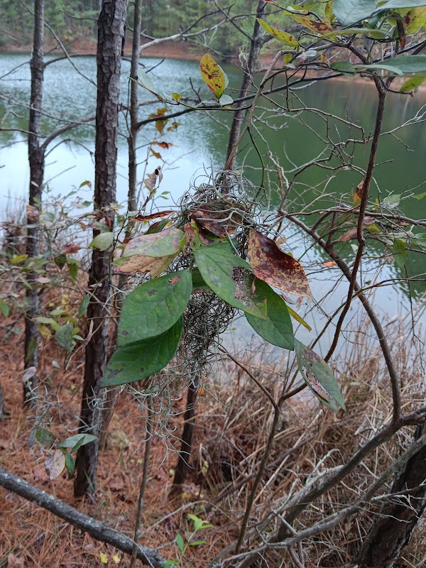 Aiden Stalnik's forest lake and trail