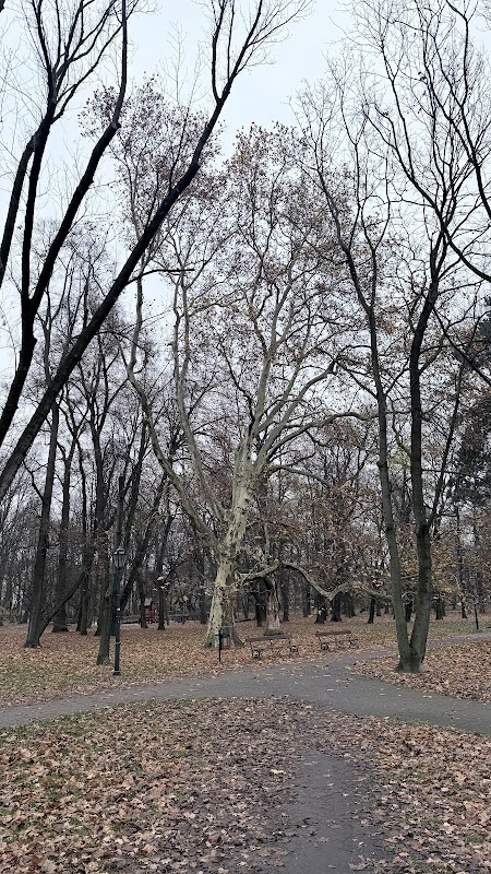 Pomnik przyrody - Platan klonolistny