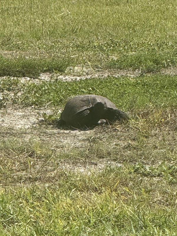Upper Tampa Bay Park Shelter 2