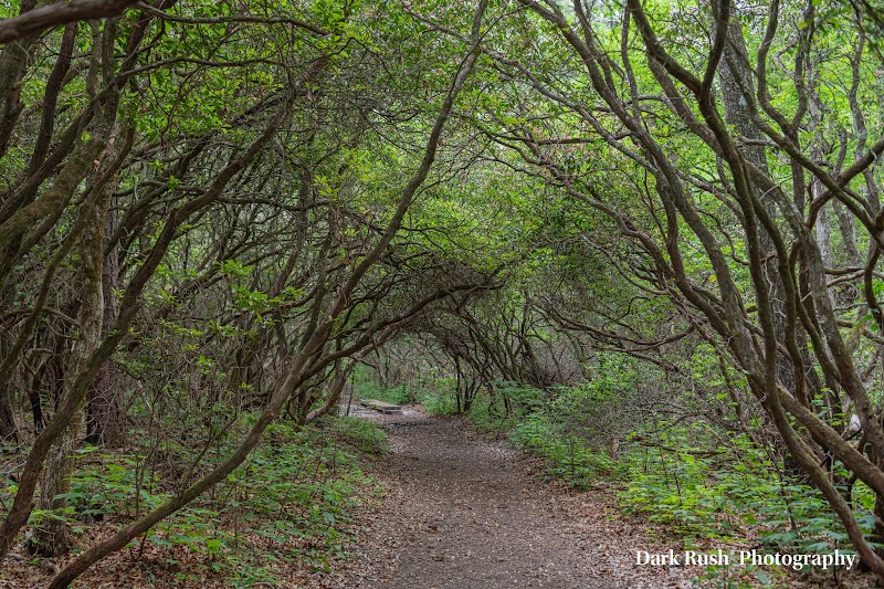 Pink Beds Trail Loop
