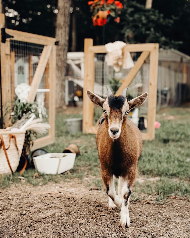 Daffodil Valley Homestead