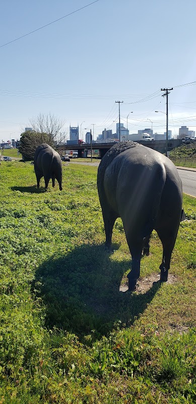 Buffalo Statues