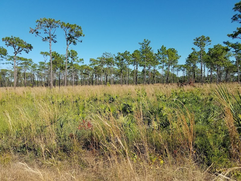 Golden Aster Scrub Nature Preserve