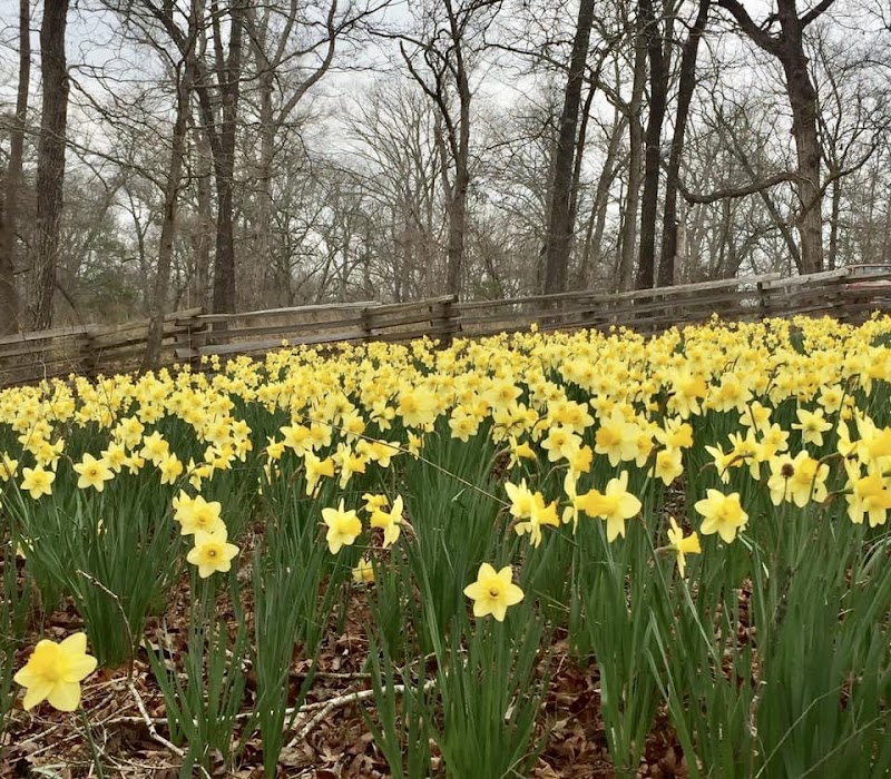 Mrs. Lee's Daffodil Garden