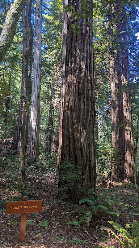 Scarlett Family Grove