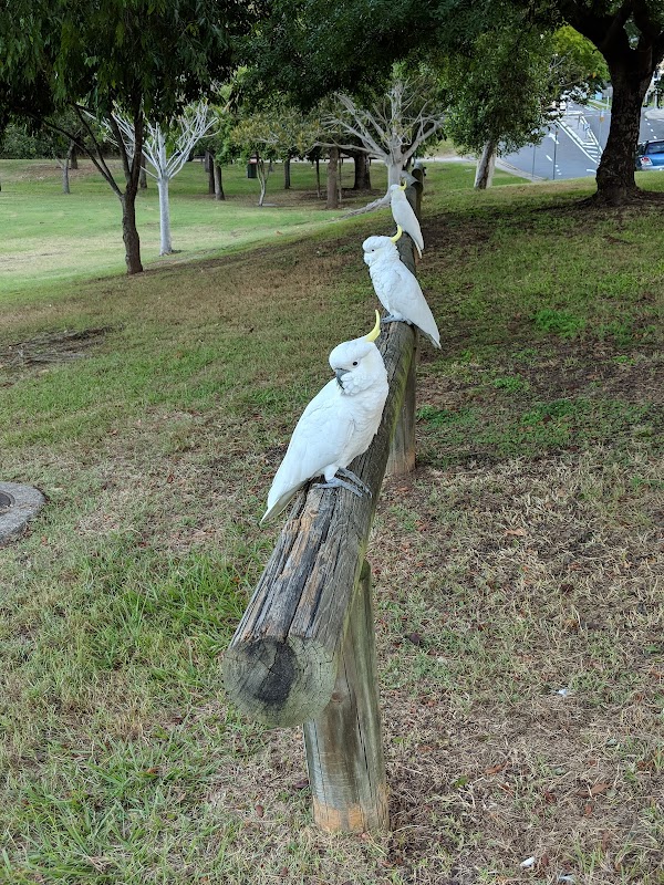 Taringa Playground Park