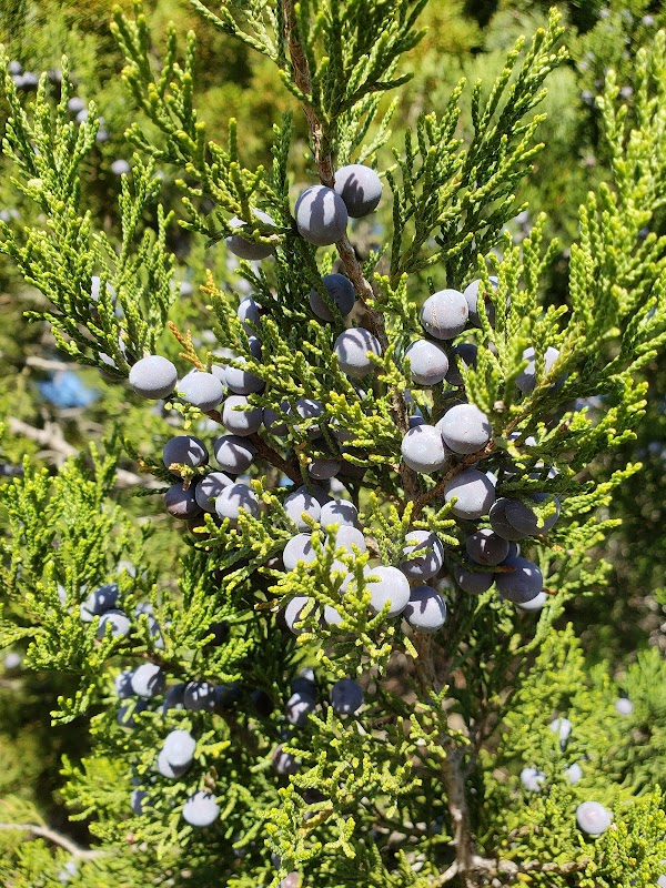 Deer Park at Maple Run Preserve