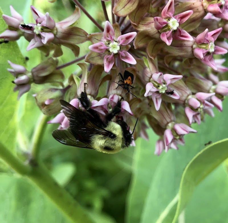 Milford Land Conservation Trust: Carriage Dr