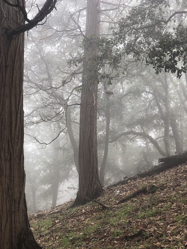 Cedarpines Park Community Park