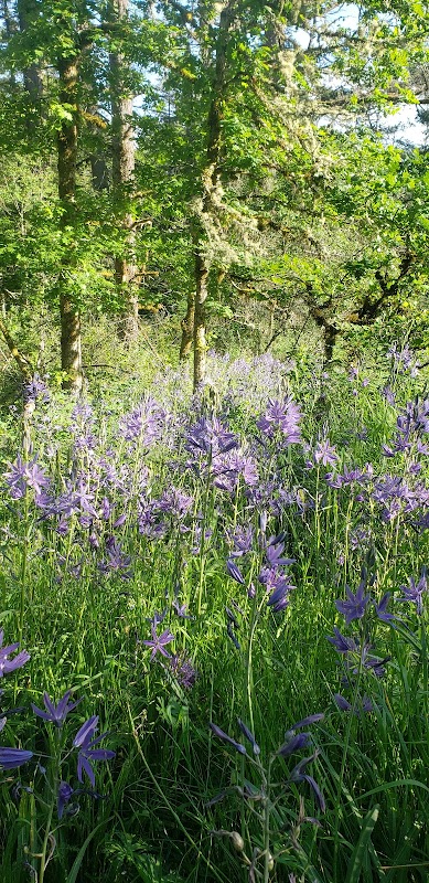 Camas Lily Fields