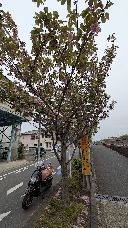 関山桜(カンザンザクラ)