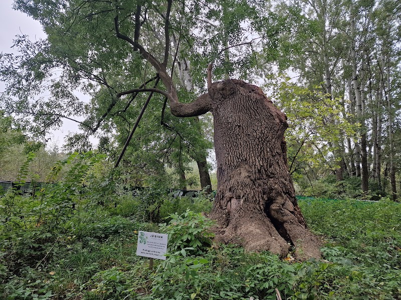 Pomnik przyrody - jesion