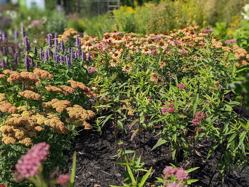 Butterfly Garden