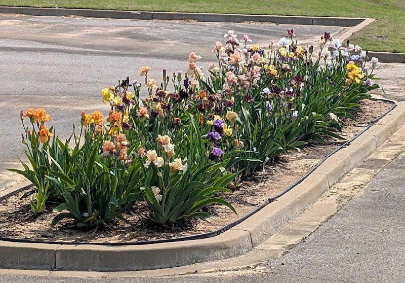 West Tennessee Iris Society Garden