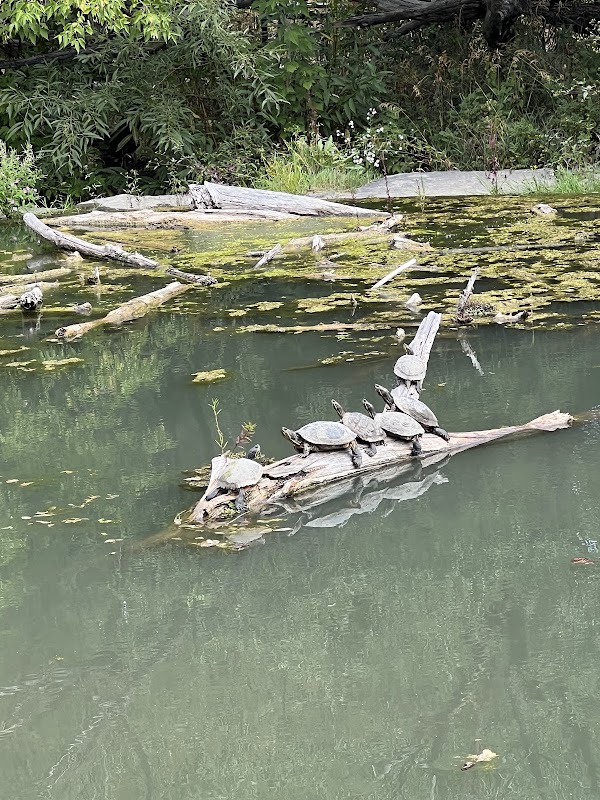 Turtle Pond