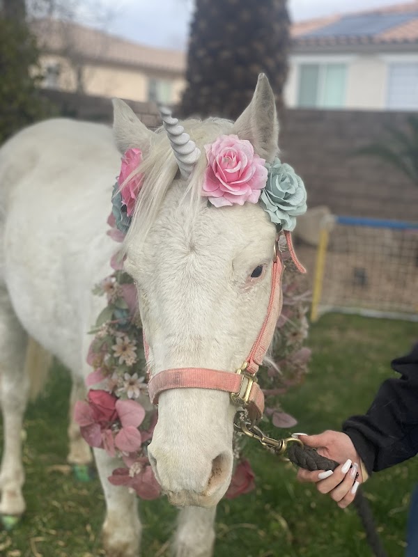 Party Animals of Las vegas