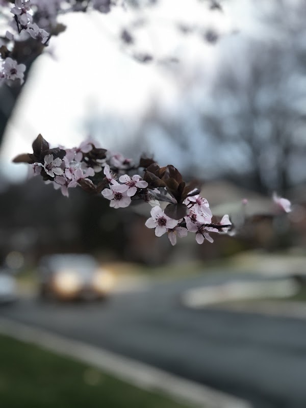 Birch Drive Neighborhood Conservation Park