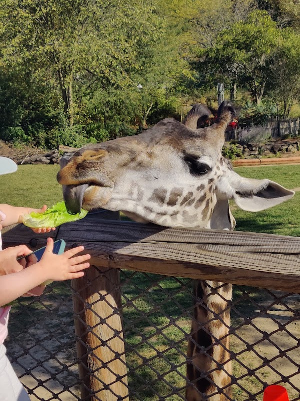 Giraffe viewing and feeding platform