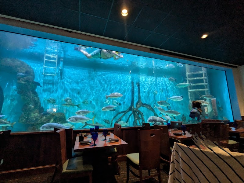Swim with our Fish