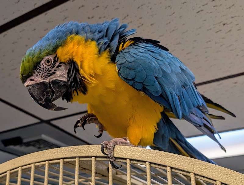 Ziggys Haven Parrot Sanctuary