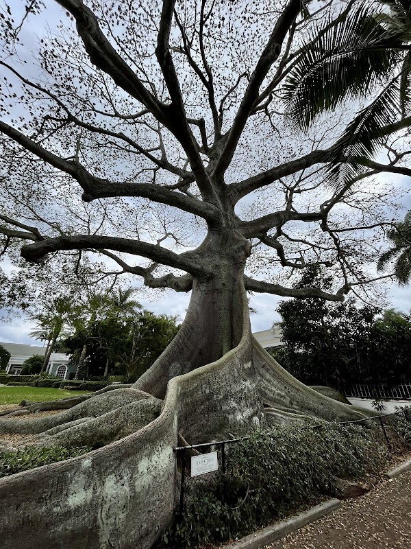 Historic Kapok Tree