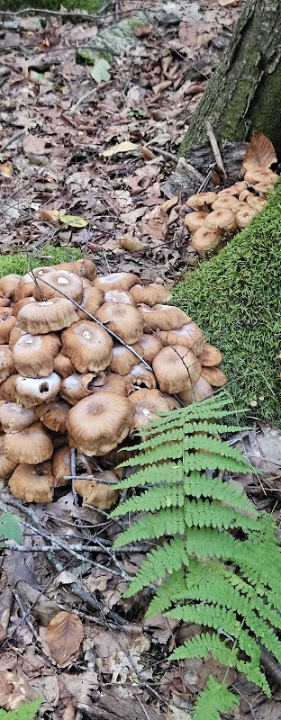 Pachaug State Forest - Wood River Picnic Area