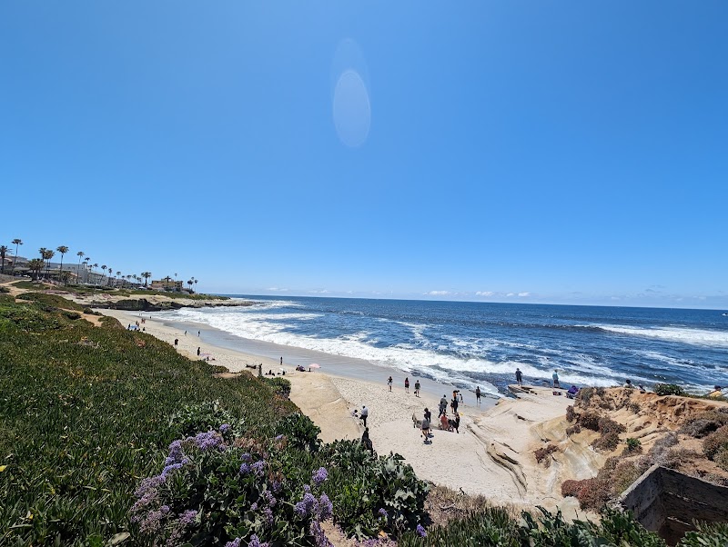 Point La Jolla Sea Lion Rookery