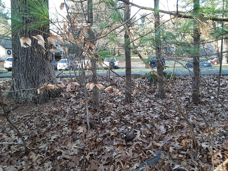 Mallard & Great Meadow