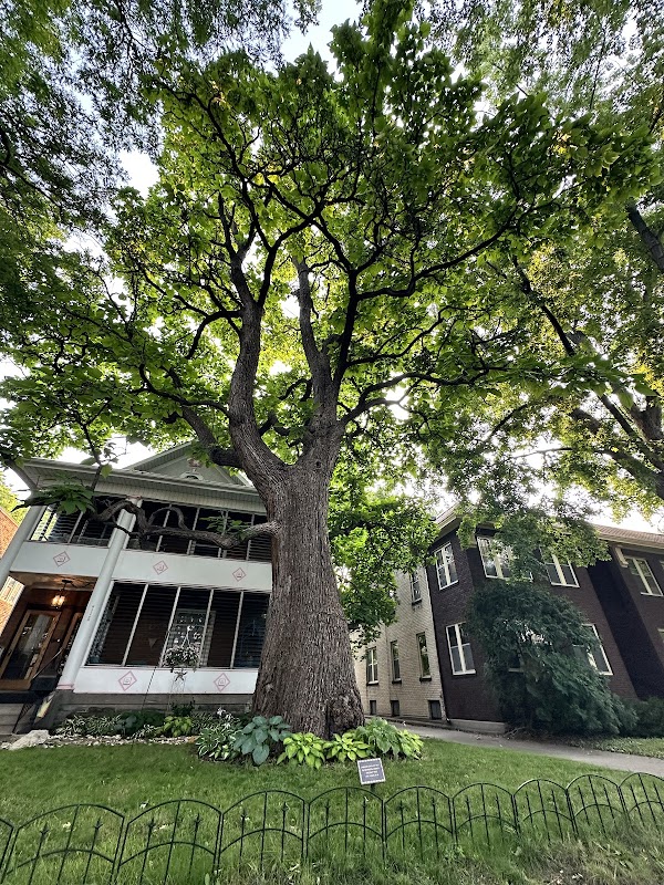 Largest Catalpa Tree in Minneapolis