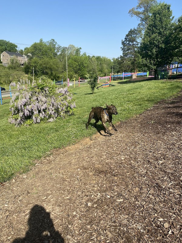 Blue's Dog Park
