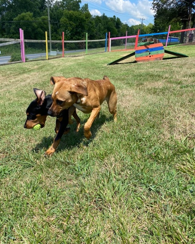 Blue's Dog Park