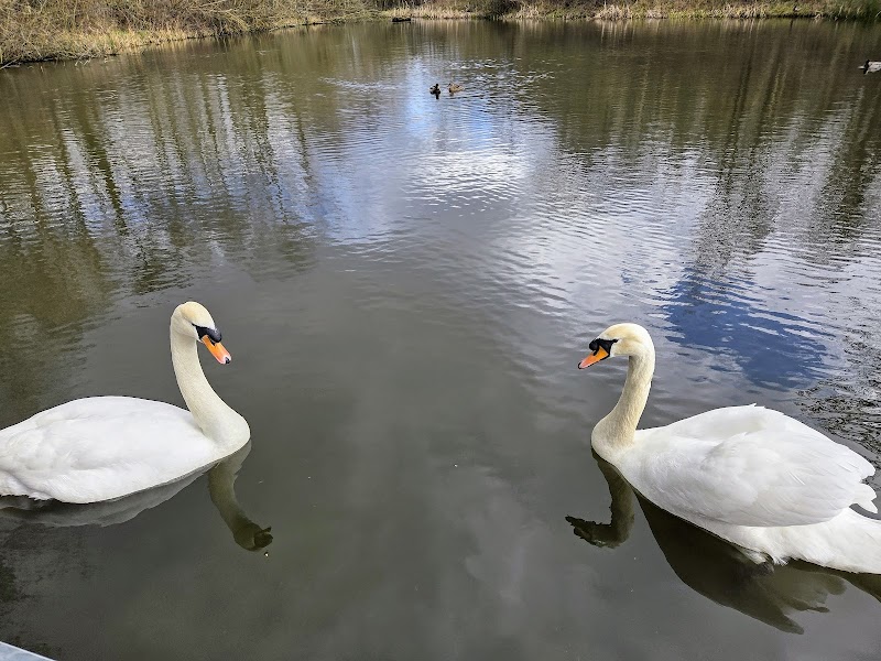 Swadlincote Wetlands