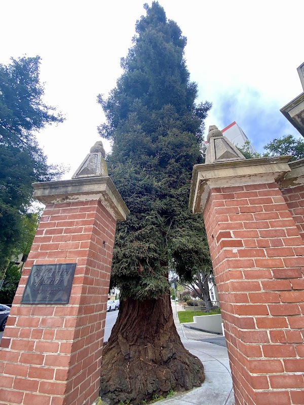 The Boro Redwood Tree