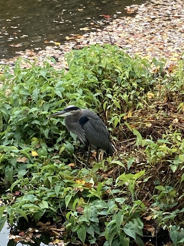 Kingstowne Lake Gazebo